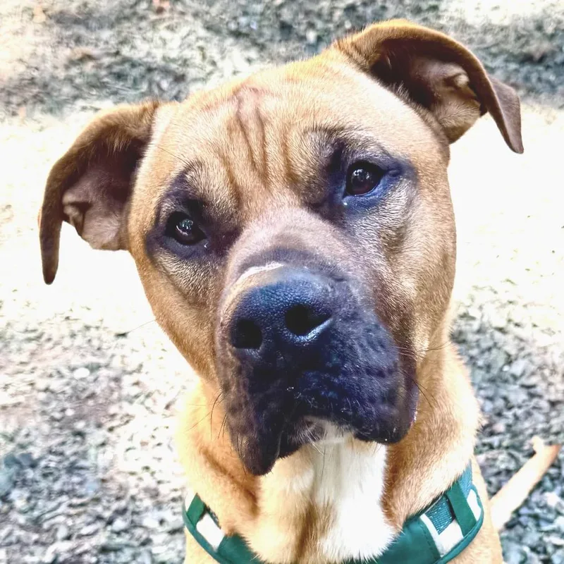 An adult medium-sized male Red / Chestnut / Orange Mixed Breed dog named Brock for adoption in Decatur, GA