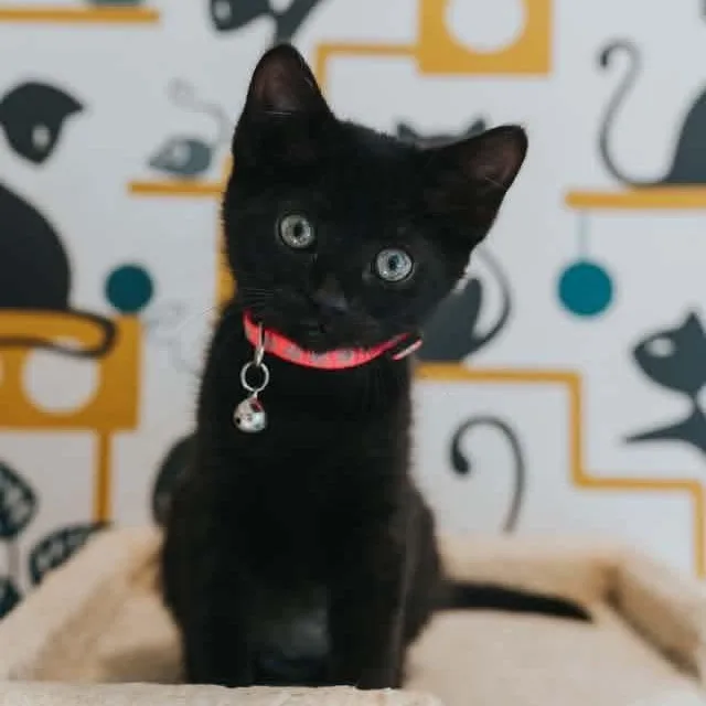 A baby medium-sized female Black Domestic Short Hair cat named Lakshmi for adoption in Kentwood, MI