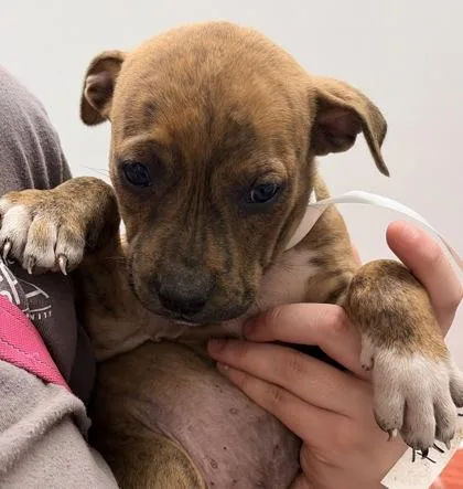 A baby medium-sized male Mixed Breed dog named Lemon Pie FKA Dog for adoption in West Chester, PA