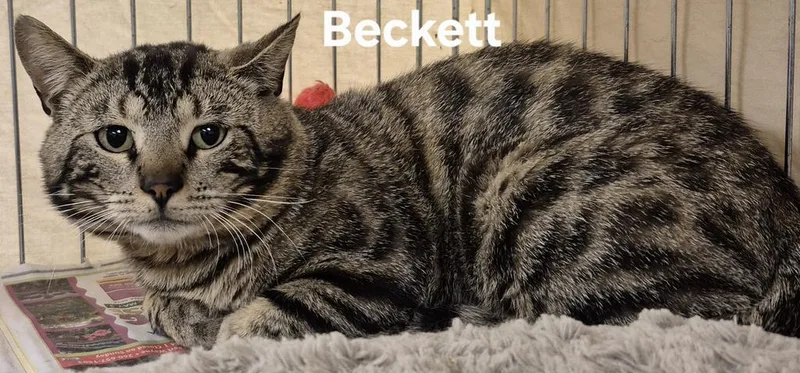 A young medium-sized male Domestic Short Hair cat named Beckett for adoption in Kendallville, IN