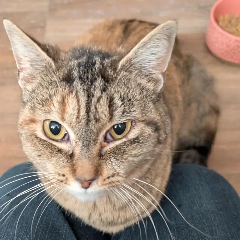 An adult medium-sized female Calico Domestic Short Hair cat named Pixie for adoption in Abingdon, MD