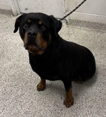 An adult extra large-sized male Black Rottweiler dog named Rikki for adoption in Kansas City, MO