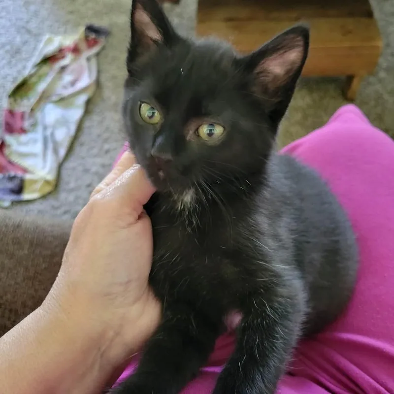 A baby small-sized female Black Domestic Short Hair cat named Echo for adoption in Ferndale, WA