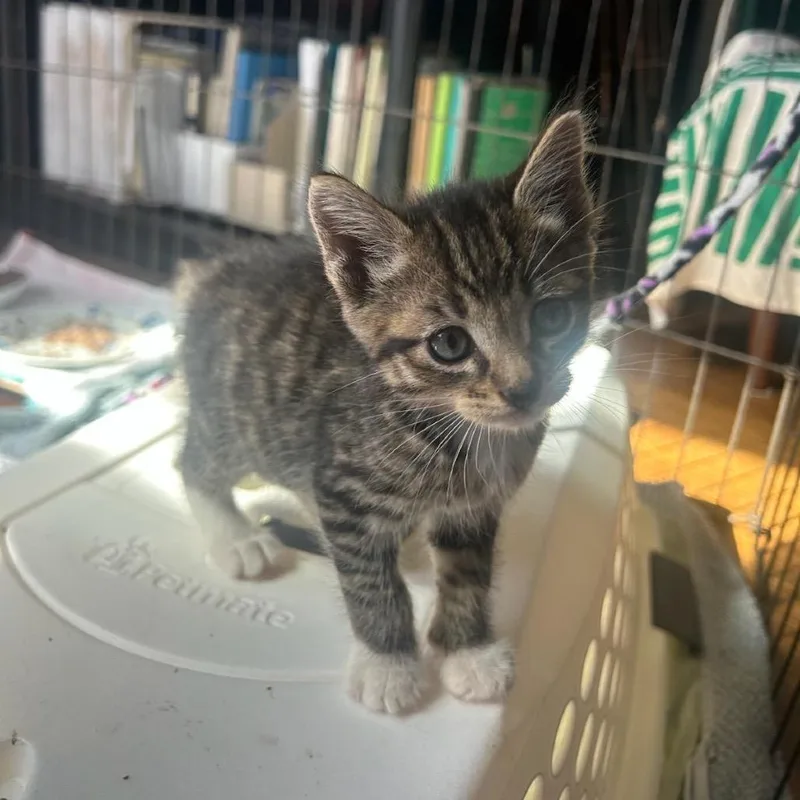 A baby small-sized male Brown / Chocolate Domestic Medium Hair cat named Riddler for adoption in San Pablo, CA