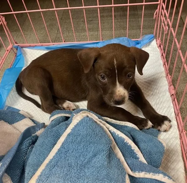 A young medium-sized female Boxer dog named Suzy Q for adoption in El Cajon, CA