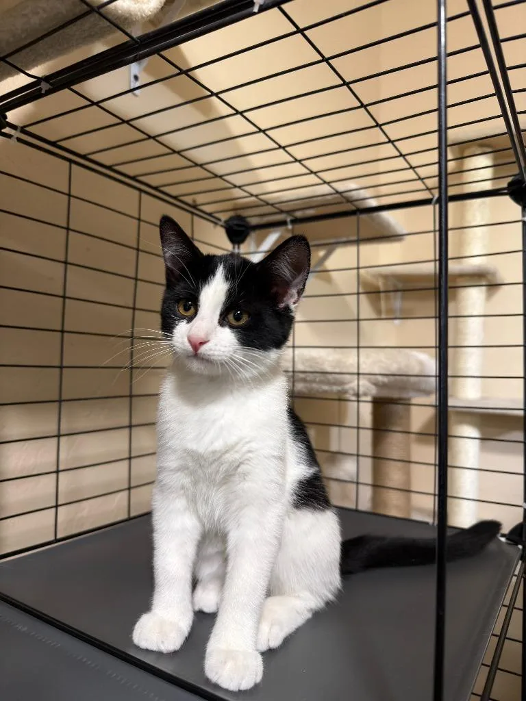 A baby small-sized female Domestic Short Hair cat named Louise for adoption in La Verkin, UT
