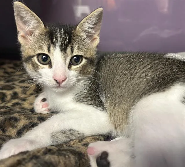 A baby small-sized male Domestic Short Hair cat named Dunken for adoption in Santa Cruz, CA