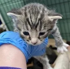 A baby medium-sized female Black Domestic Short Hair cat named Beatrice for adoption in Rapid City, SD
