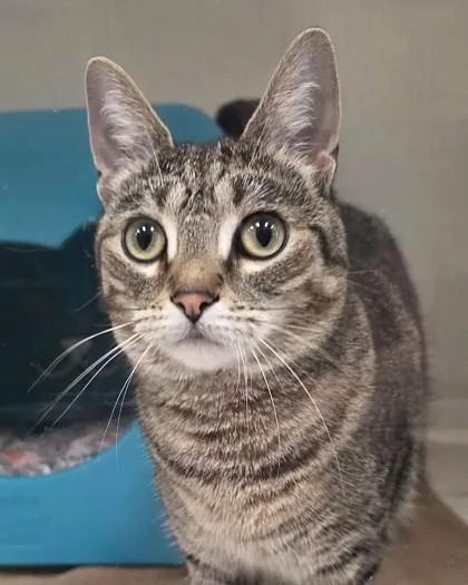 A young small-sized female Domestic Short Hair cat named Ash for adoption in Fishers, IN