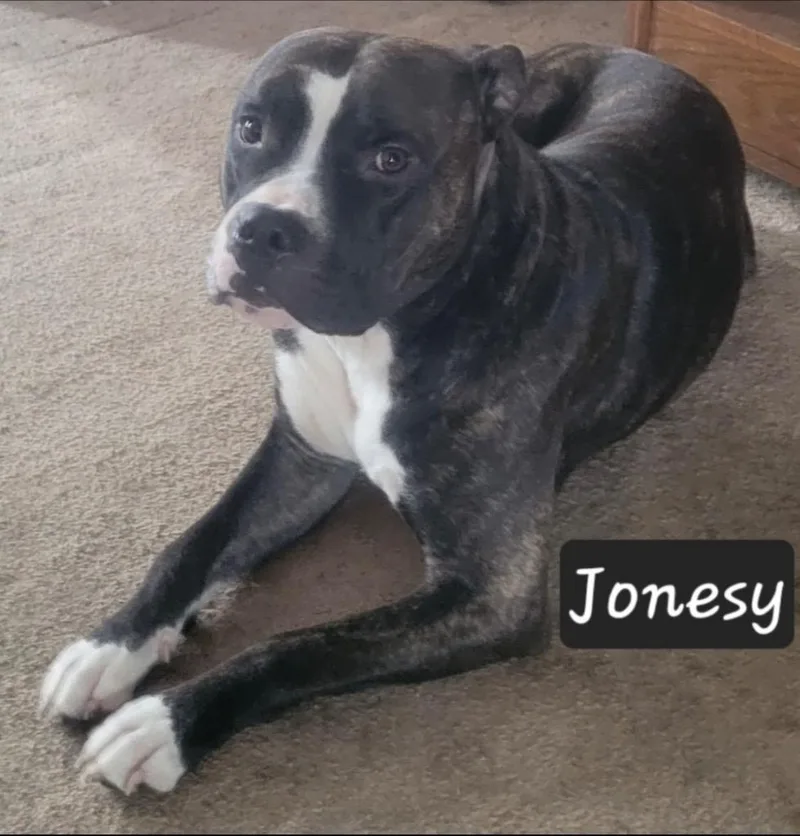 An adult extra large-sized male Mixed Breed dog named Big Papa for adoption in Angola, IN