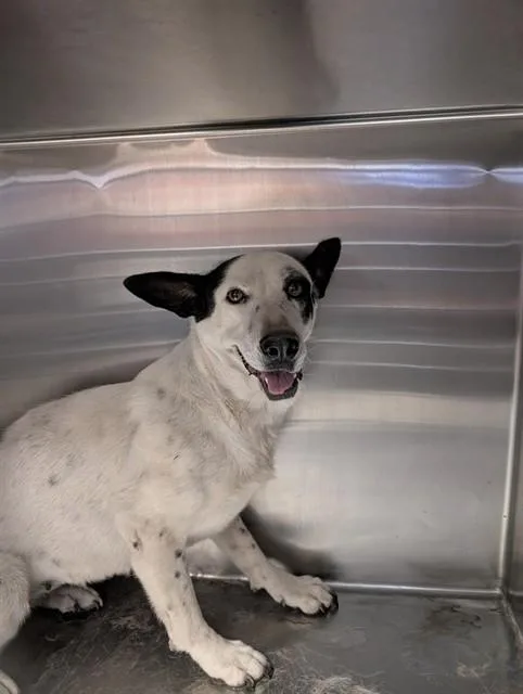 A senior medium-sized female Australian Cattle Dog / Blue Heeler dog named Geordie for adoption in Tucson, AZ