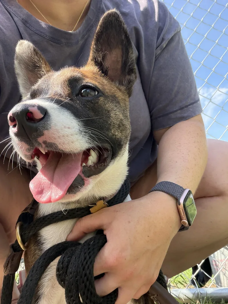 A young small-sized female Mixed Breed dog named Mia for adoption in Gloucester, VA