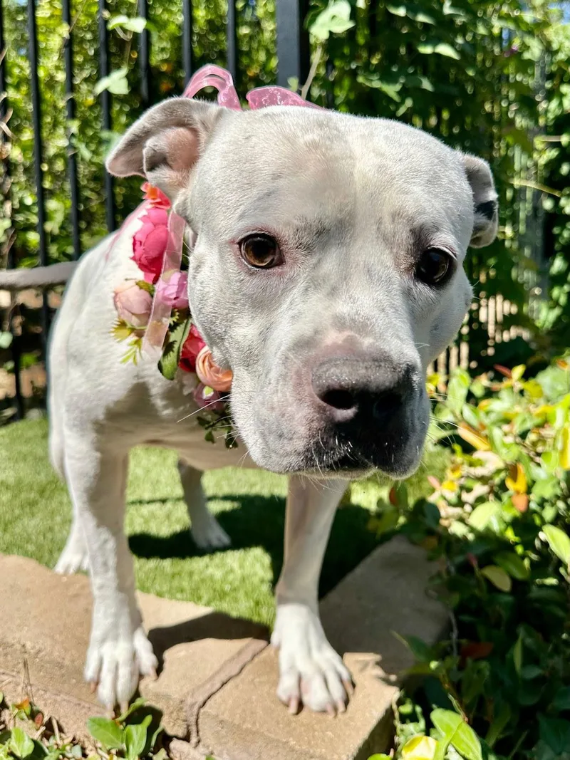 An adult large-sized female Pit Bull Terrier dog named Tenley for adoption in Redlands, CA