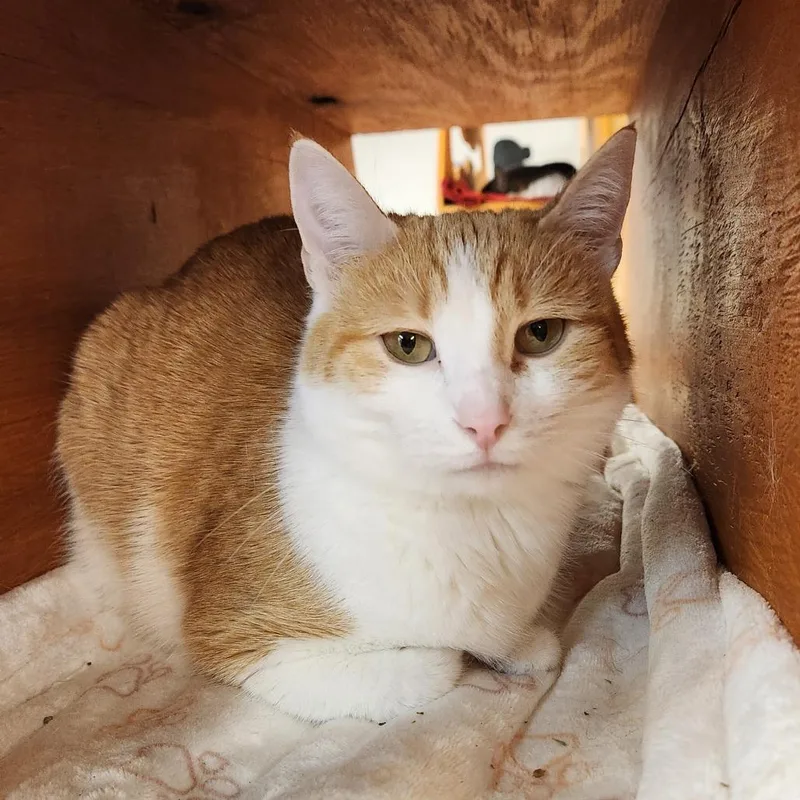 An adult medium-sized female Orange / Red Domestic Short Hair cat named Millie for adoption in Delaware, OH