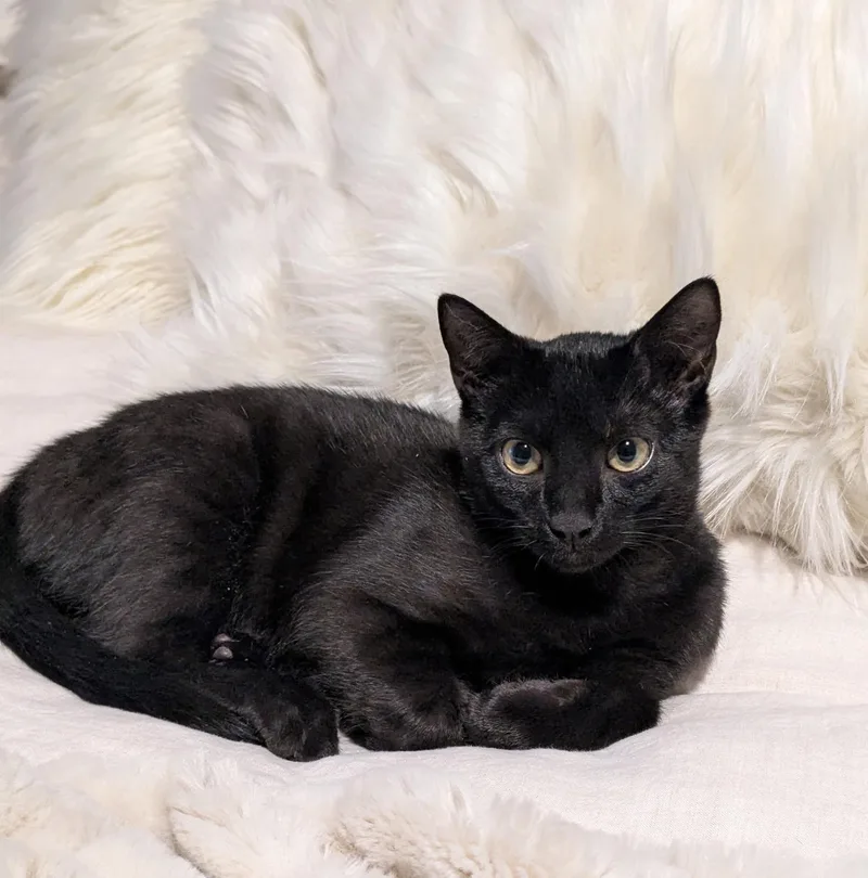 A young medium-sized male Black Domestic Short Hair cat named Salem for adoption in Cary, NC