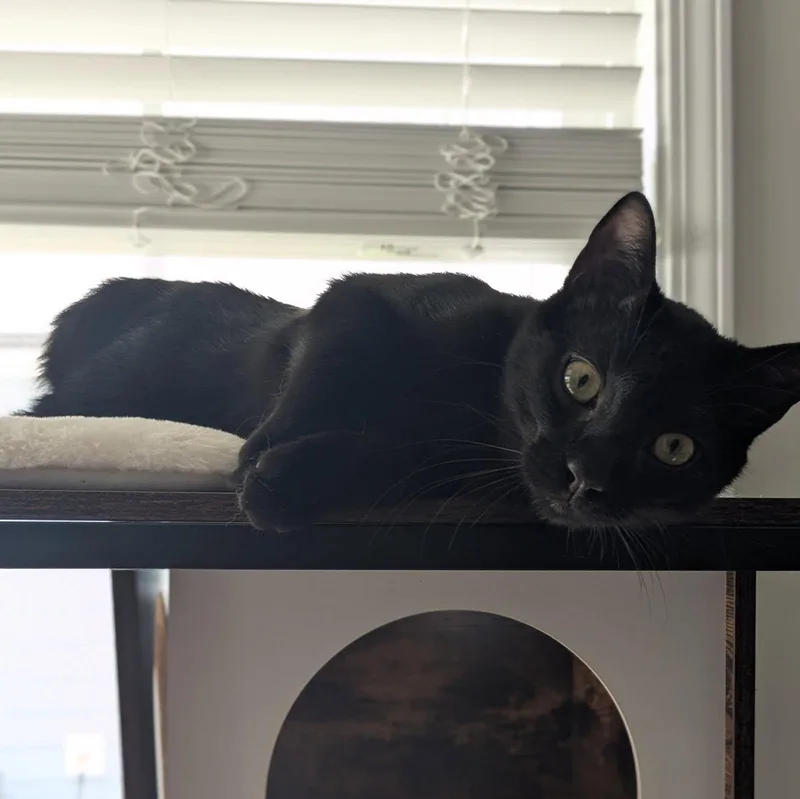 Salem thumbnail 2