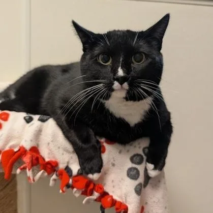 An adult large-sized female Black & White / Tuxedo Domestic Short Hair cat named Oreo for adoption in Rochester, MN