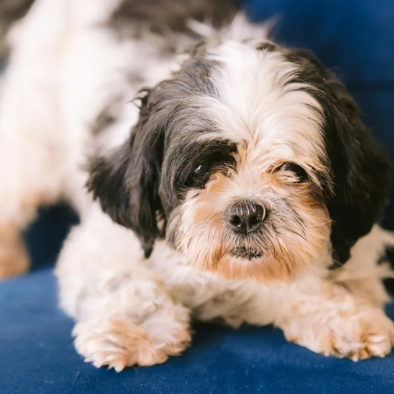 An adult small-sized female Shih Tzu dog named Rachel for adoption in Zionsville, IN