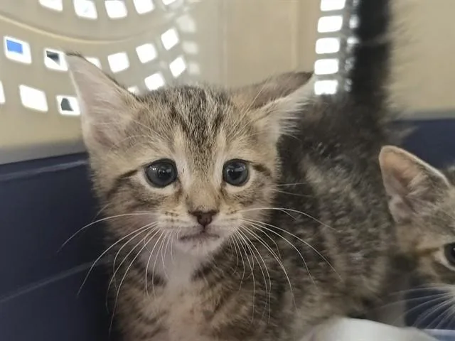 A baby small-sized male Domestic Short Hair cat named Chance for adoption in Fort Lauderdale, FL