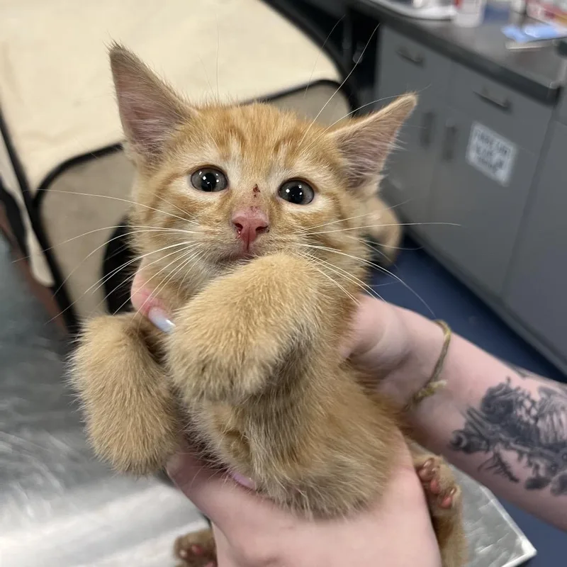 A baby small-sized male Orange / Red Domestic Short Hair cat named Macaroni for adoption in Greensboro, NC