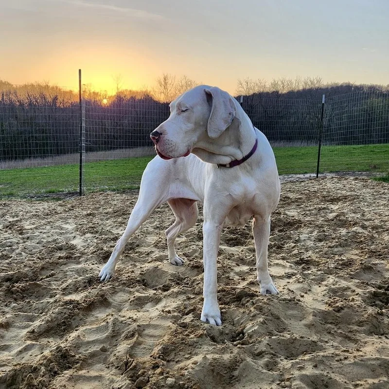 An adult large-sized female White / Cream Great Dane dog named Luna for adoption in Eagan, MN