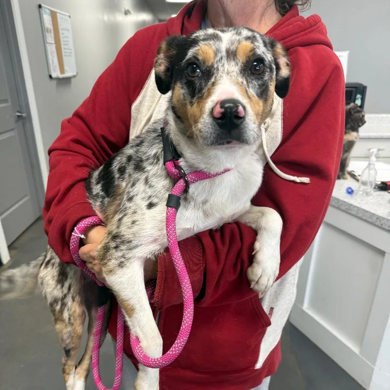 A young medium-sized female Gray / Blue / Silver Australian Shepherd dog named Dixie for adoption in Normal, IL