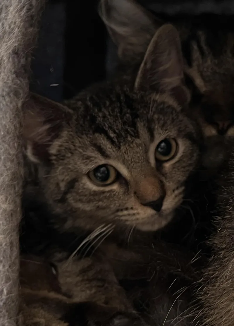 A baby small-sized male Domestic Short Hair cat named Jimmy Pop for adoption in Randolph, AL