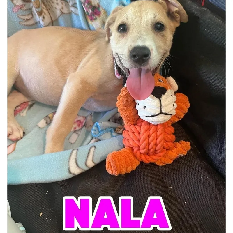 A baby medium-sized female Apricot / Beige American Staffordshire Terrier dog named Nala for adoption in Hampton, VA