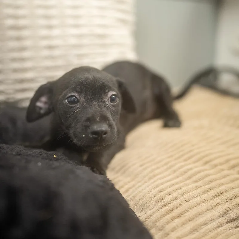 A baby small-sized female Terrier dog named Misk for adoption in Pawling, NY