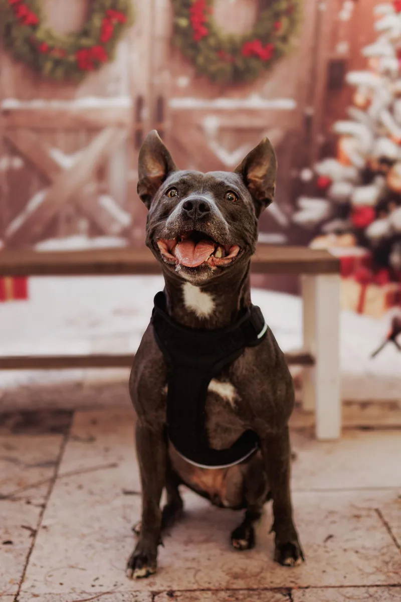 A young medium-sized female Gray / Blue / Silver Pit Bull Terrier dog named Amelia for adoption in Hobe Sound, FL