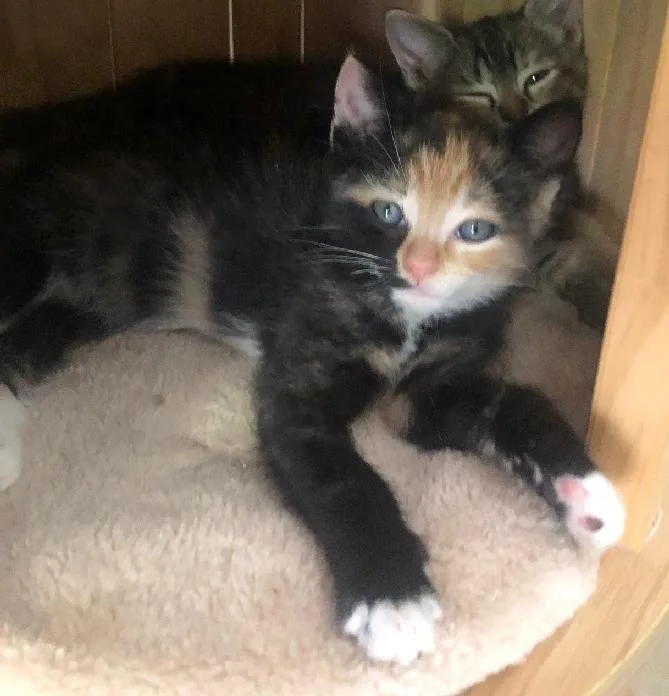 A baby medium-sized female Calico cat named Sparkles for adoption in Lafayette, LA