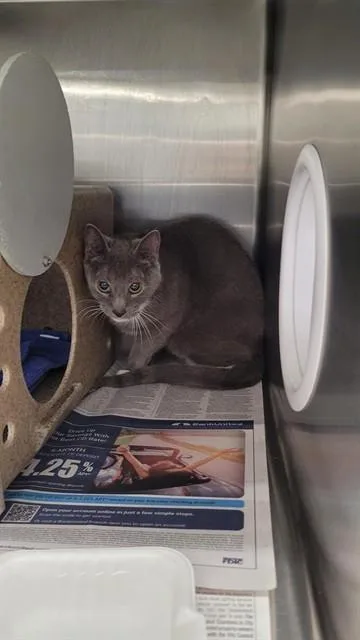 An adult small-sized female Domestic Short Hair cat named Aurora for adoption in Saint Cloud, FL
