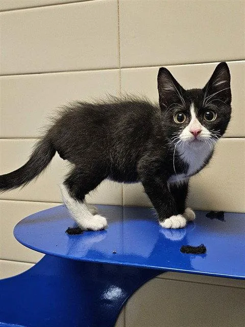 A baby medium-sized male Black & White / Tuxedo Domestic Long Hair cat named Trapper John for adoption in Clyde, NC