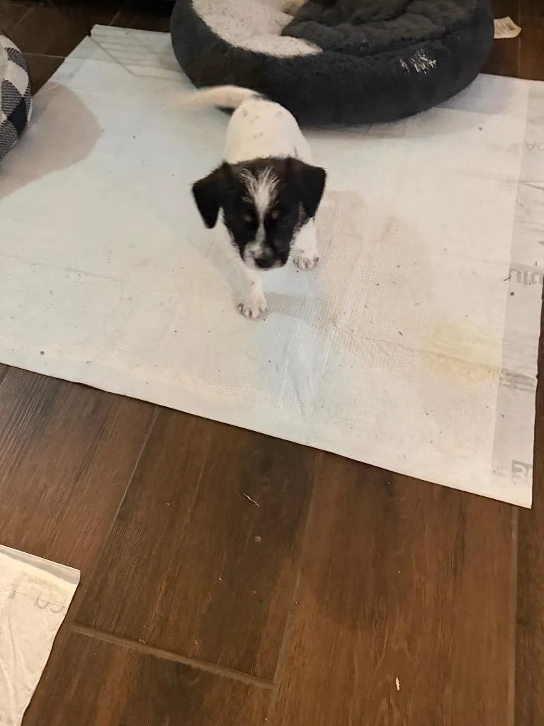 Bella