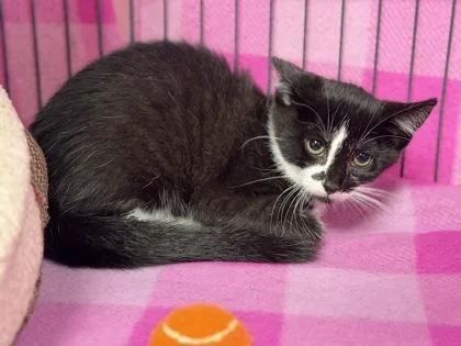A baby small-sized female Domestic Short Hair cat named Garlic for adoption in Aberdeen, SD