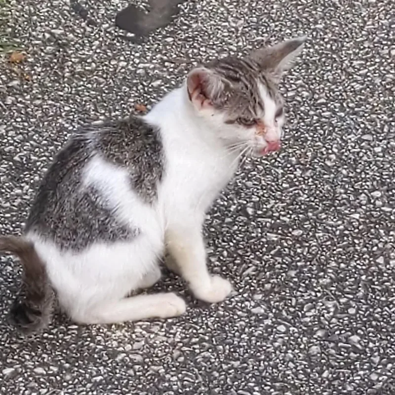 Biker Babe Aka Bb thumbnail 3