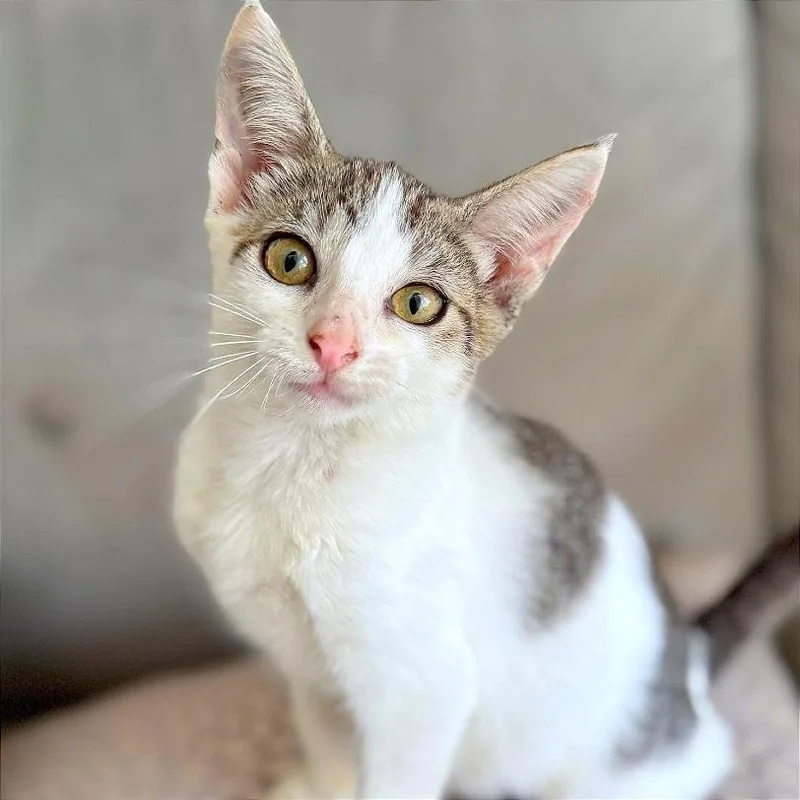 Biker Babe Aka Bb thumbnail 5