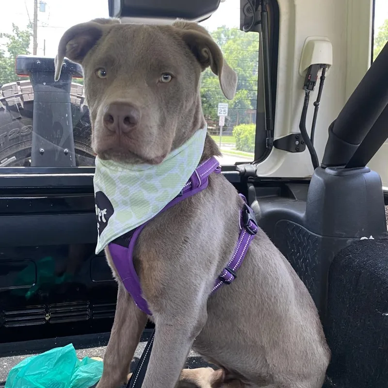 An adult medium-sized male Gray / Blue / Silver Labrador Retriever dog named Kickstand for adoption in Nashville, TN