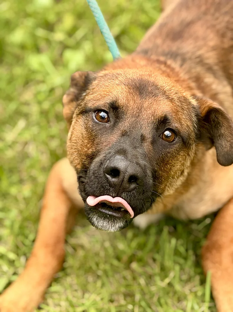 An adult medium-sized male Brown / Chocolate Belgian Shepherd / Malinois dog named Rocket for adoption in Gradyville, KY