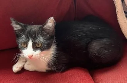 A young small-sized male Domestic Short Hair cat named Gizmo for adoption in Quakertown, PA