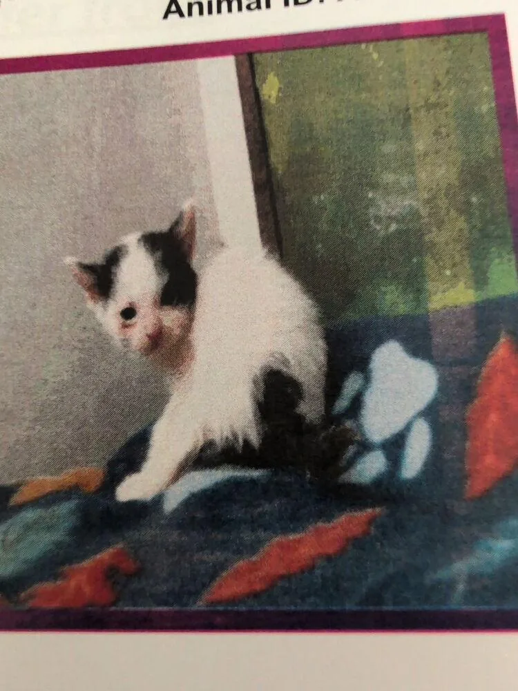 A baby small-sized male Black & White / Tuxedo Domestic Short Hair cat named Frank C for adoption in Parker, CO