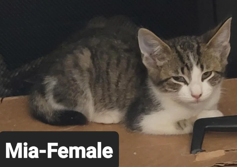 A baby small-sized female Domestic Short Hair cat named Mia for adoption in Heyburn, ID
