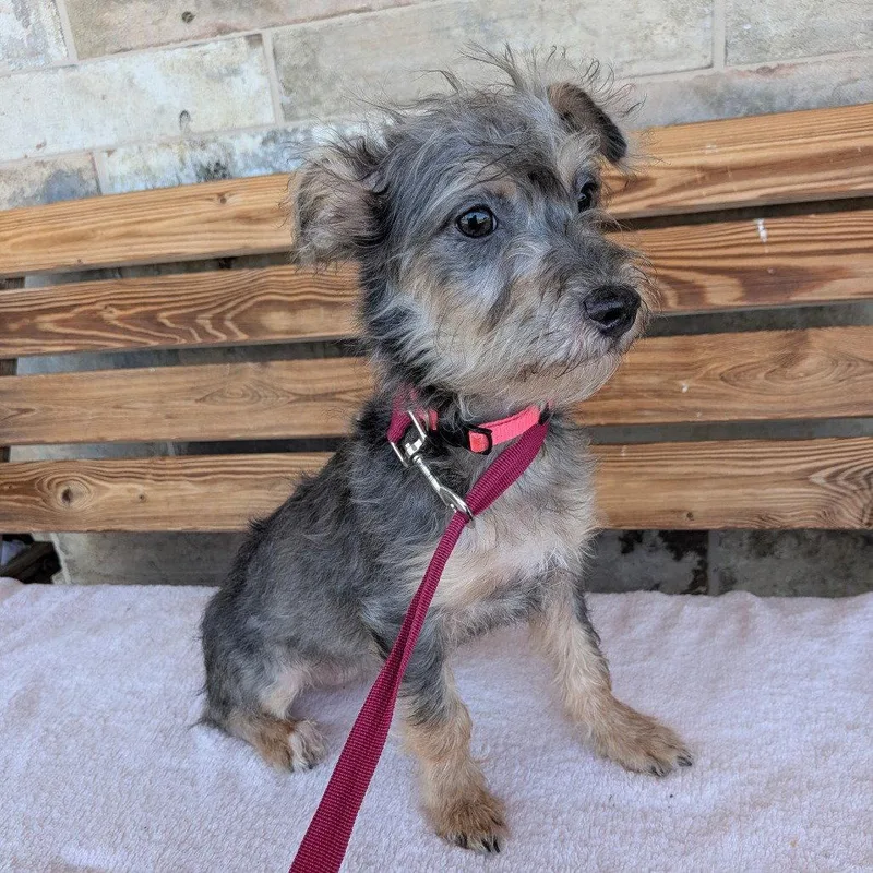 A baby medium-sized female Terrier dog named Marilla for adoption in Chico, CA
