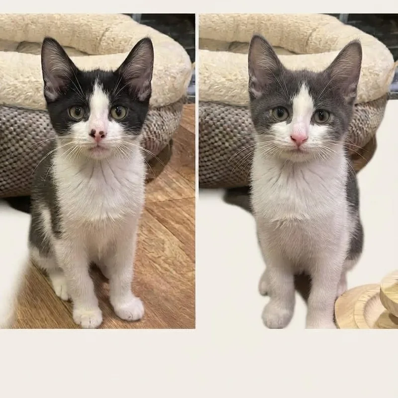A baby small-sized female American Shorthair cat named Nina & Nicole for adoption in East Orange, NJ