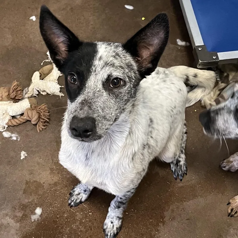 A baby medium-sized male Black Australian Cattle Dog / Blue Heeler dog named Egg for adoption in Stephenville, TX