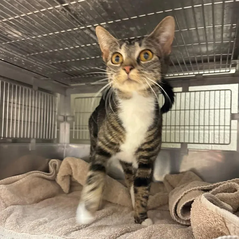 An adult medium-sized female Brown / Chocolate Domestic Short Hair cat named Elote for adoption in Racine, WI