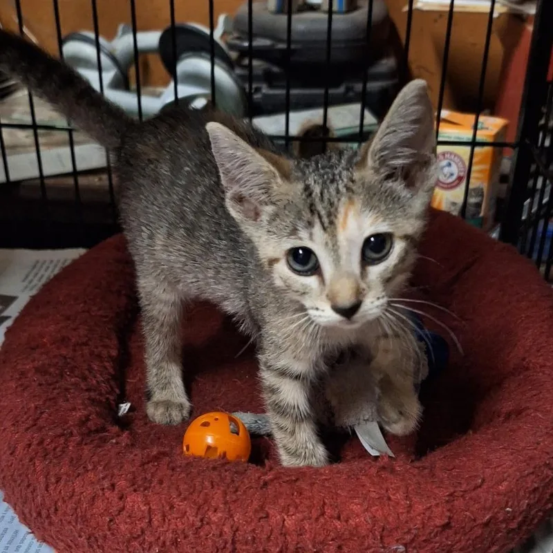 A baby small-sized female Torbie Domestic Short Hair cat named Pixie for adoption in Jupiter, FL