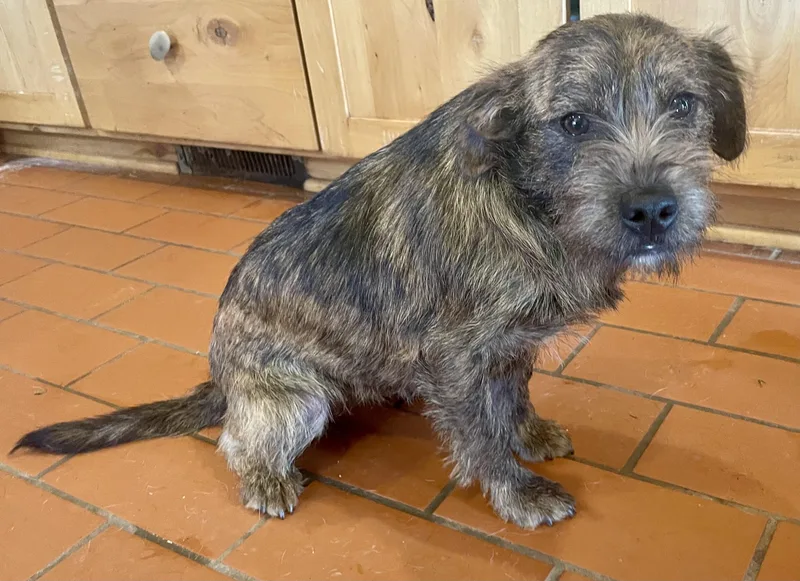 A young medium-sized female Brindle Wirehaired Terrier dog named Estelle for adoption in MORAVIAN FALLS, NC