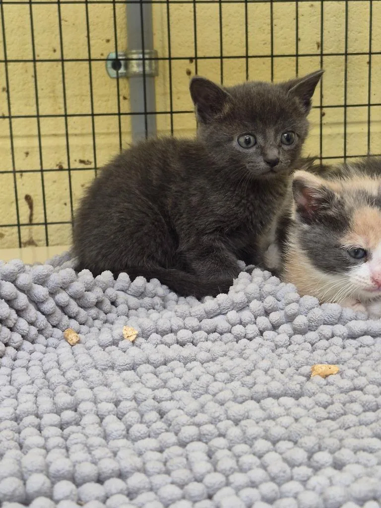A baby small-sized female Domestic Short Hair cat named Violet for adoption in Crossville, TN