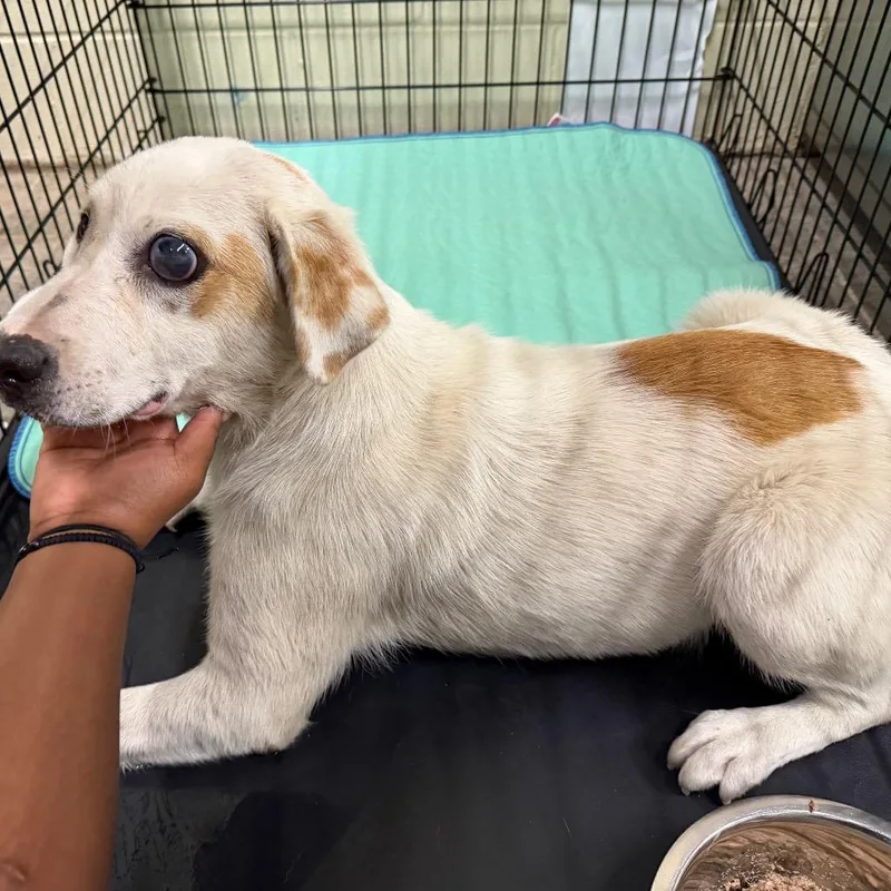 A baby medium-sized female White / Cream Mixed Breed dog named Lolli for adoption in Columbus, GA